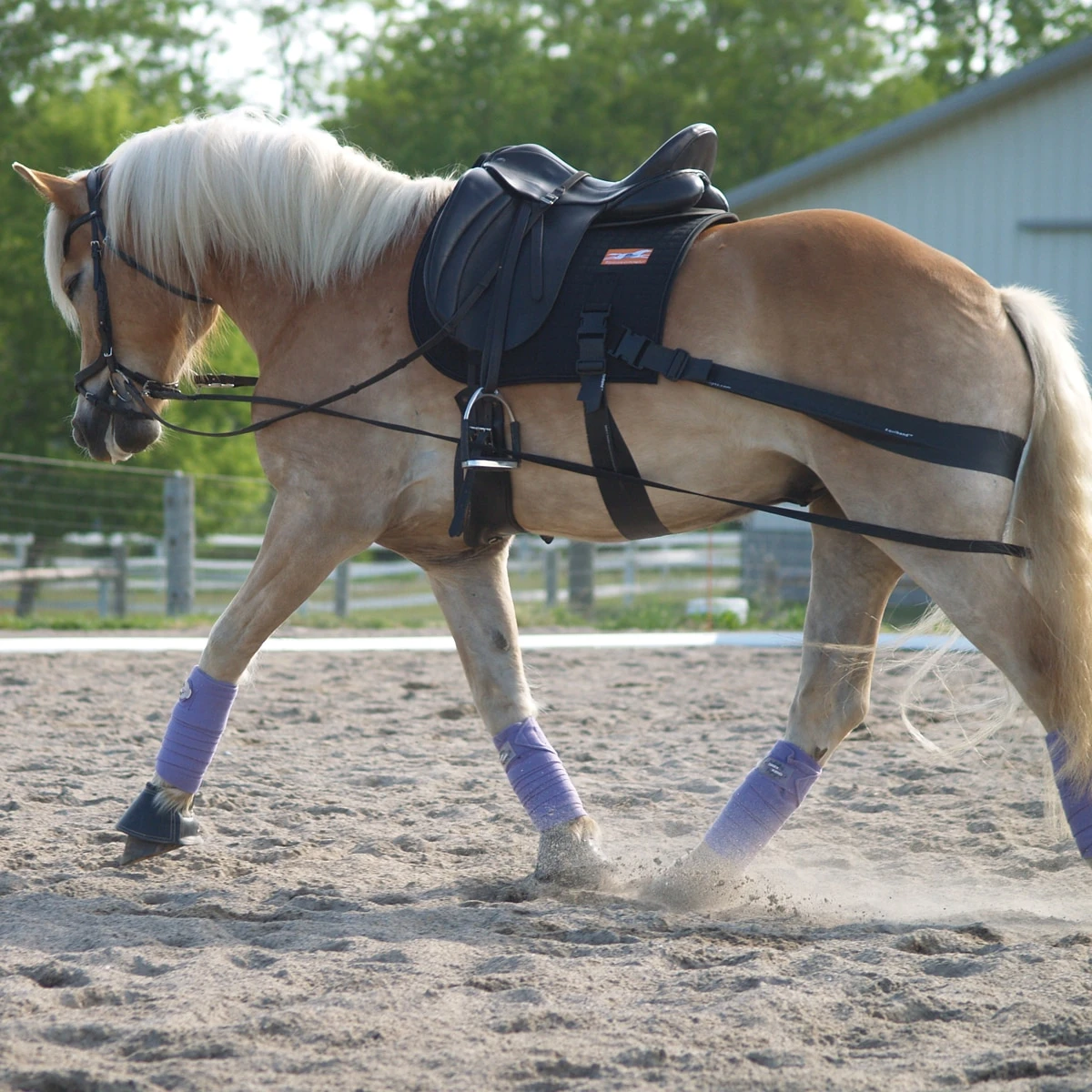 Equicore Complete Equiband® Pro System - Image 3